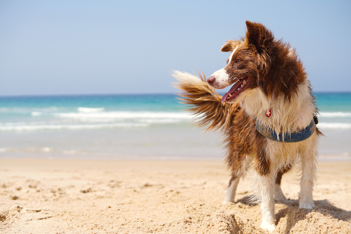 Dog playing on the beach