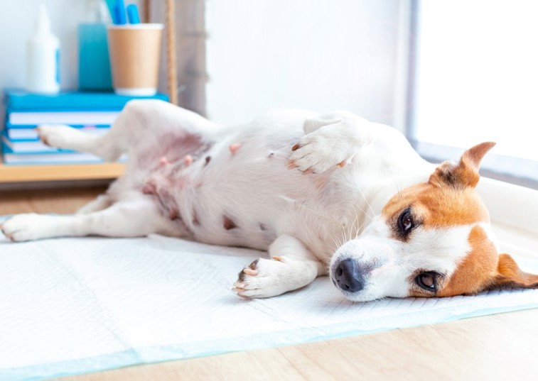 Pregnant dog laying on her side