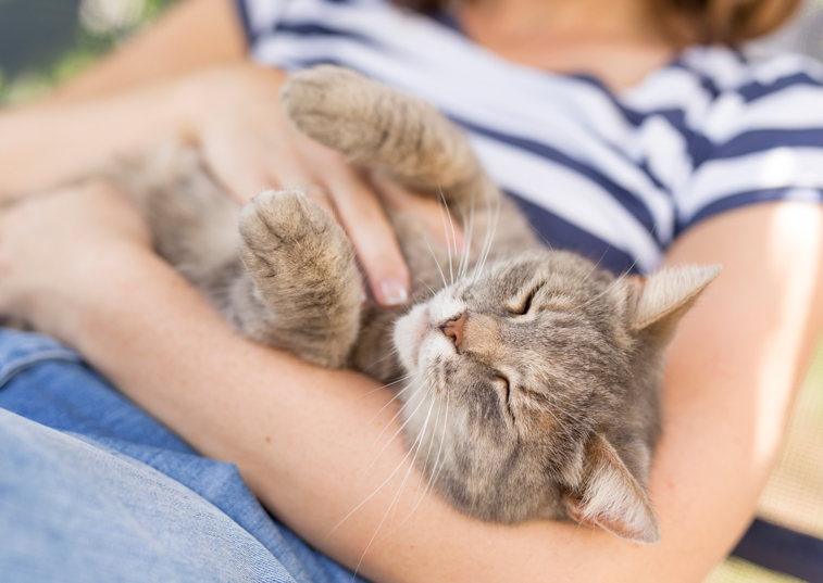 a cat being cradled in a womans arms