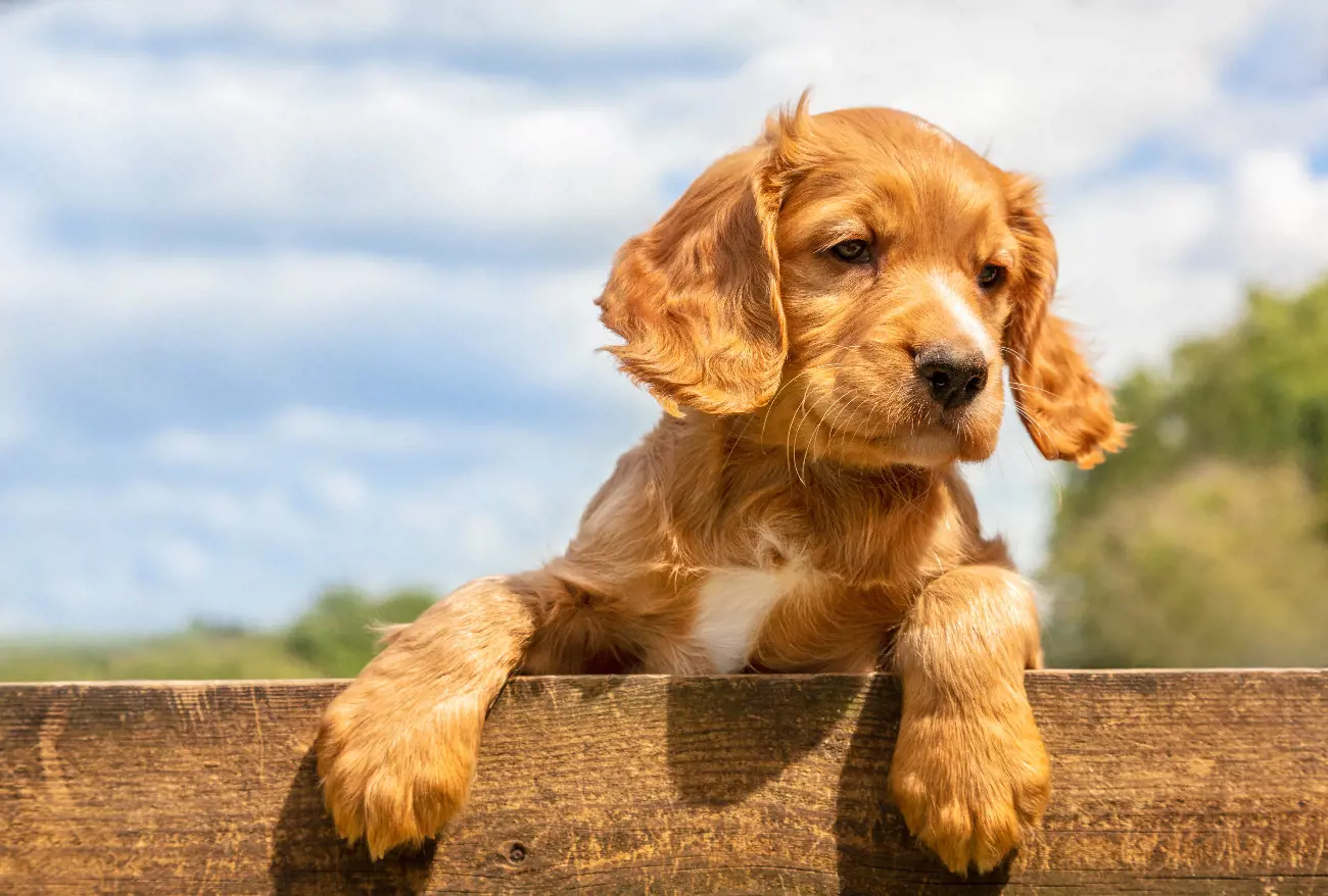 pup hanging on the side of the wall