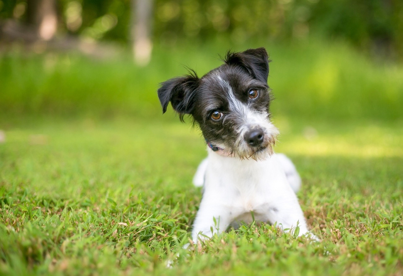 dog tilting its head