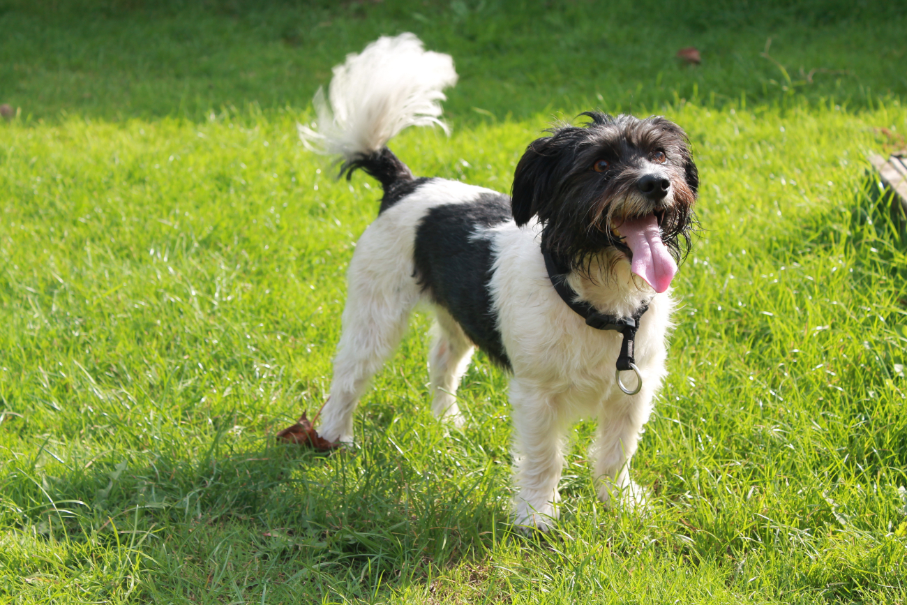 black and white dogs tail wagging