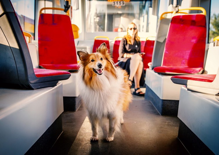 Are dogs allowed on buses?