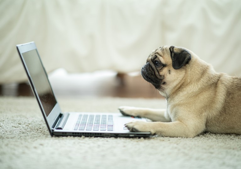 A pug laying down with its paws on a laptop looking like it is working