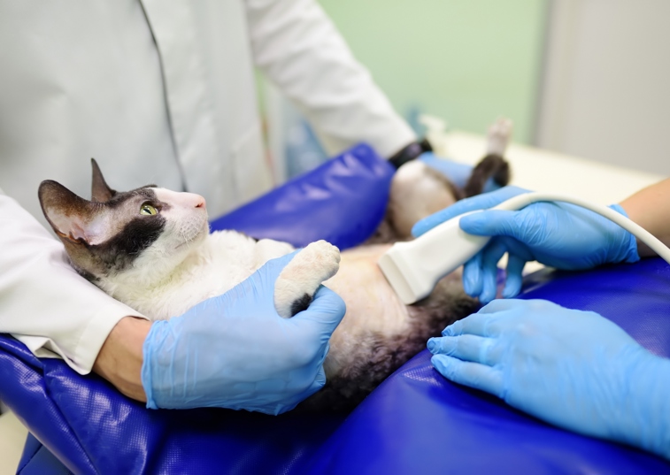 cat having an ultrasound