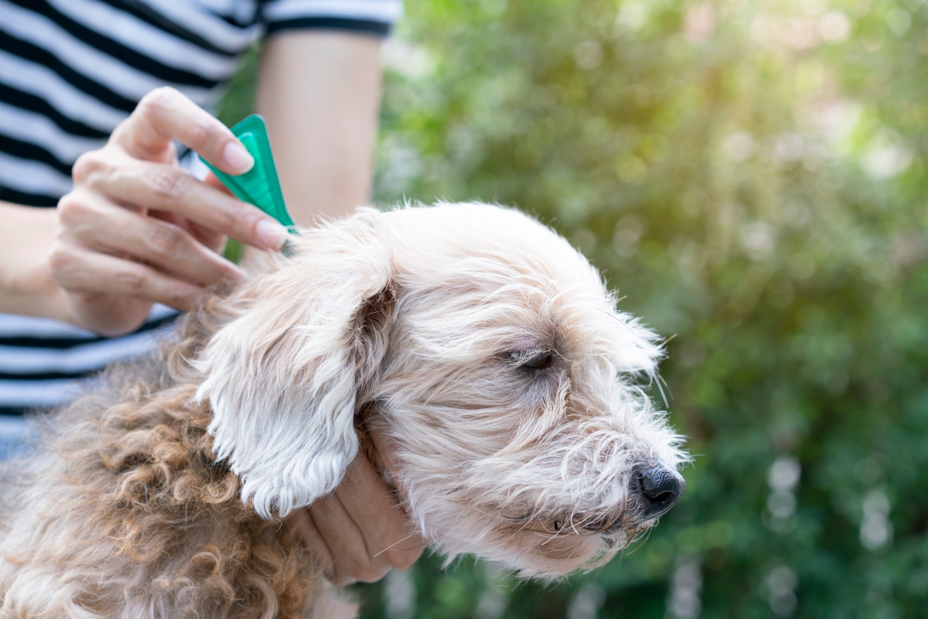 treating a dog with fleas