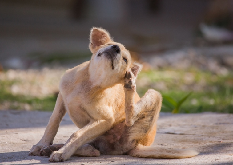 dog scratching their ear