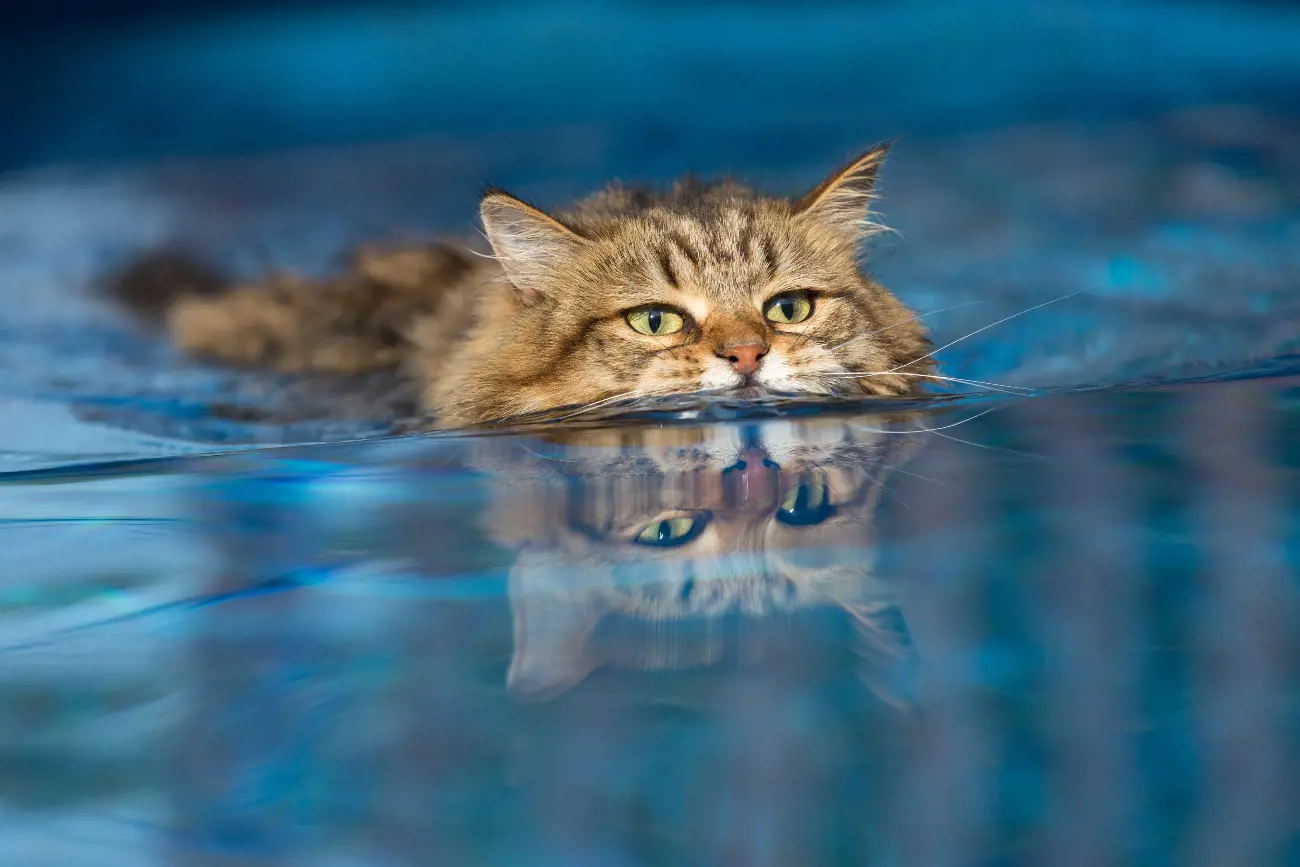 Cat swimming in water