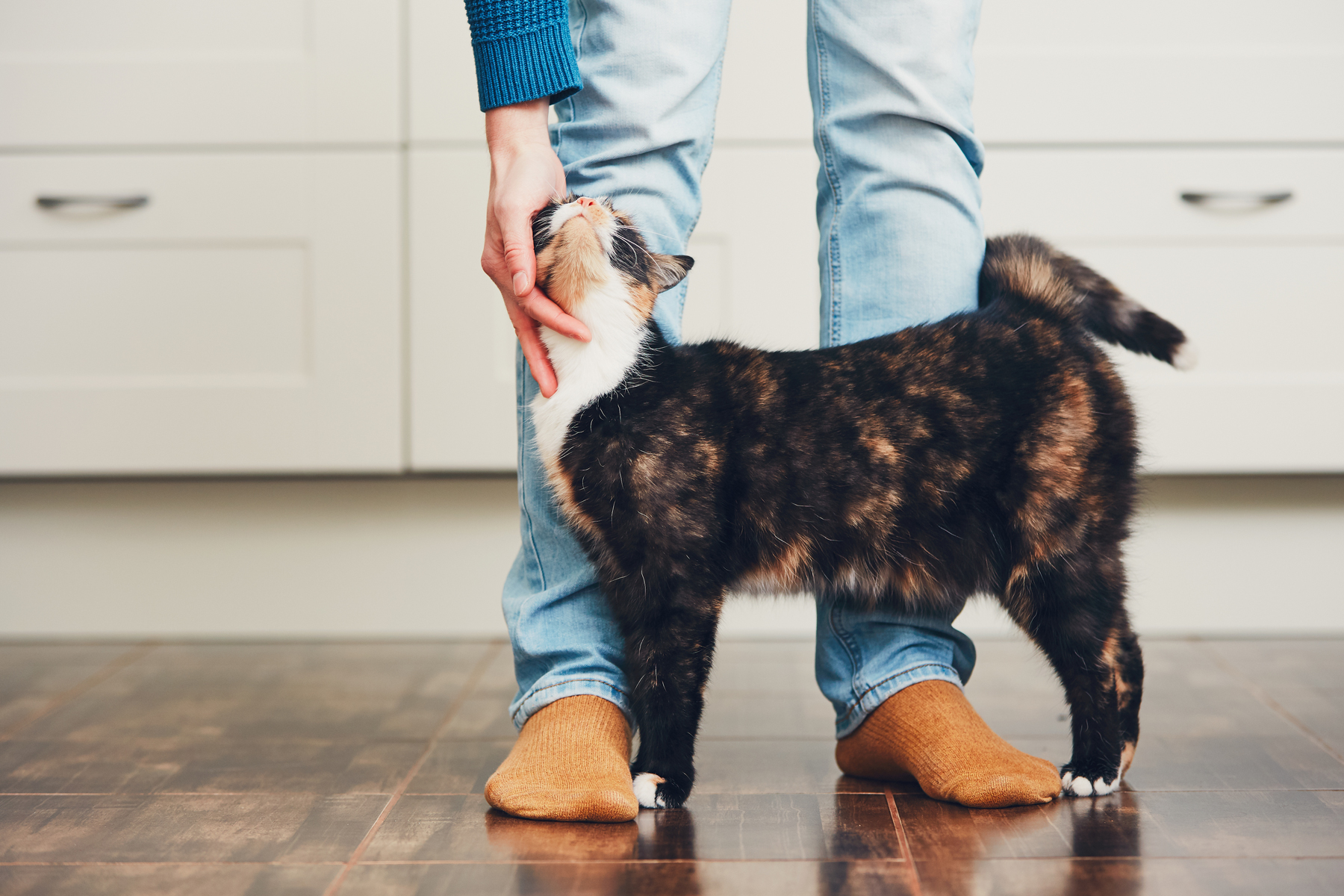 An owner bending down to pet their cat in a kitchen