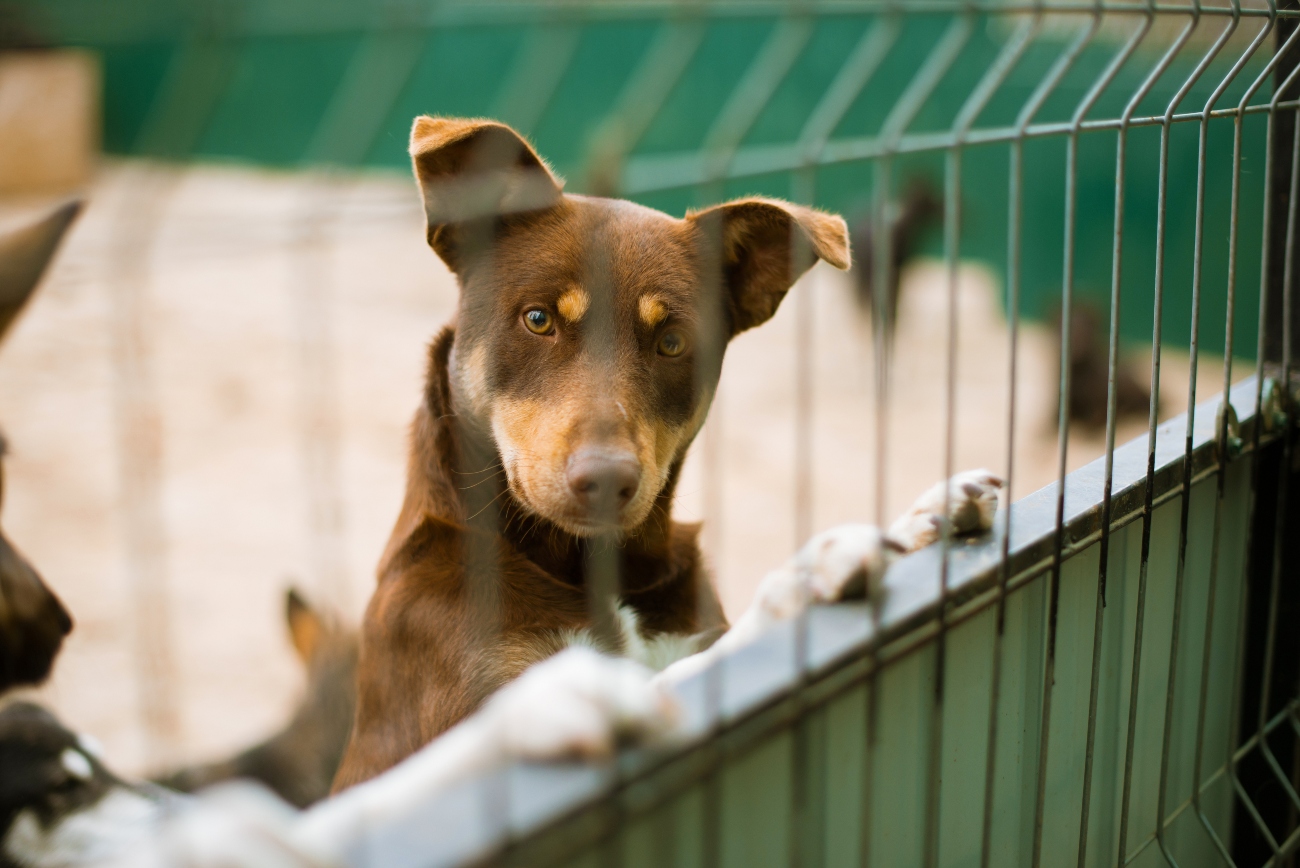 dog in a kennel behind fence