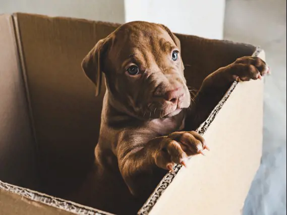 A puppy standing up in a cardboard box