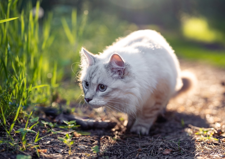 Cat Hunting in The Grass