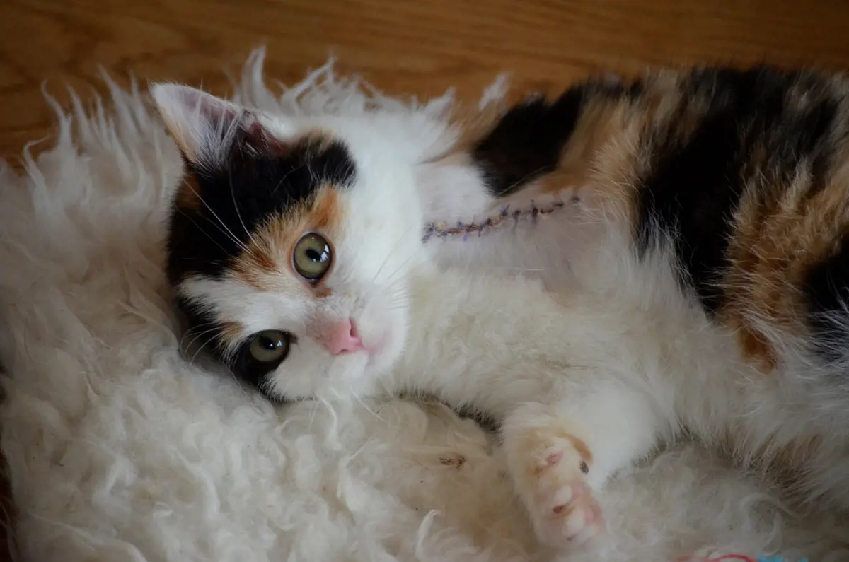 A three legged cat laying down showing its scar