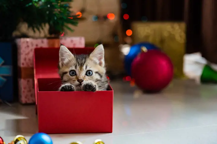 a kitten in a red box