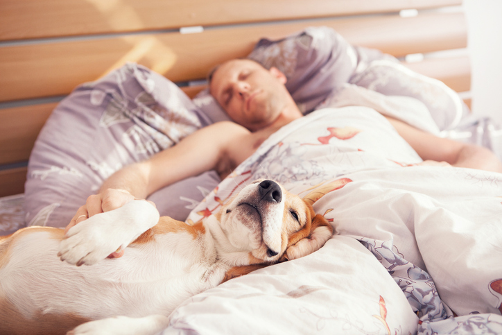 Dog relaxing in bed