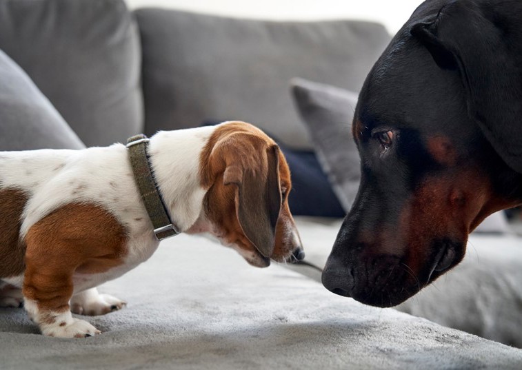 Big dog vs small dog: which is the best for you?