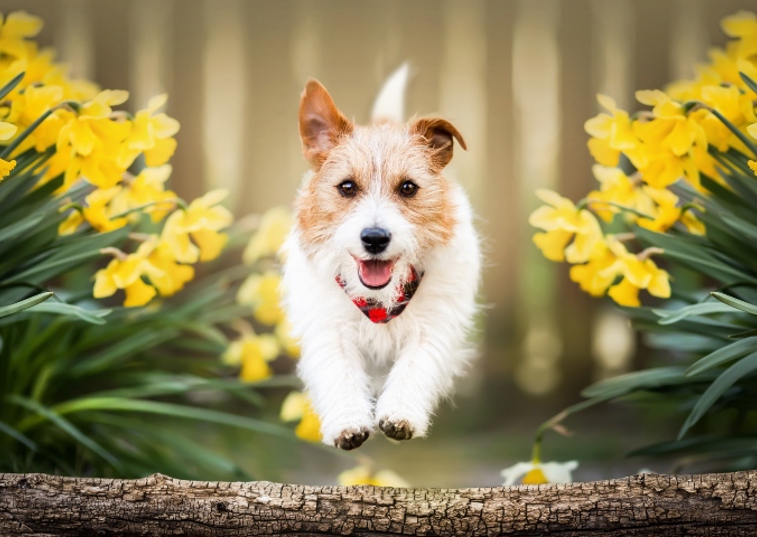 dog leaping over a branch