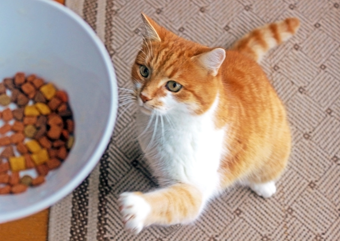 Cat with food taken away