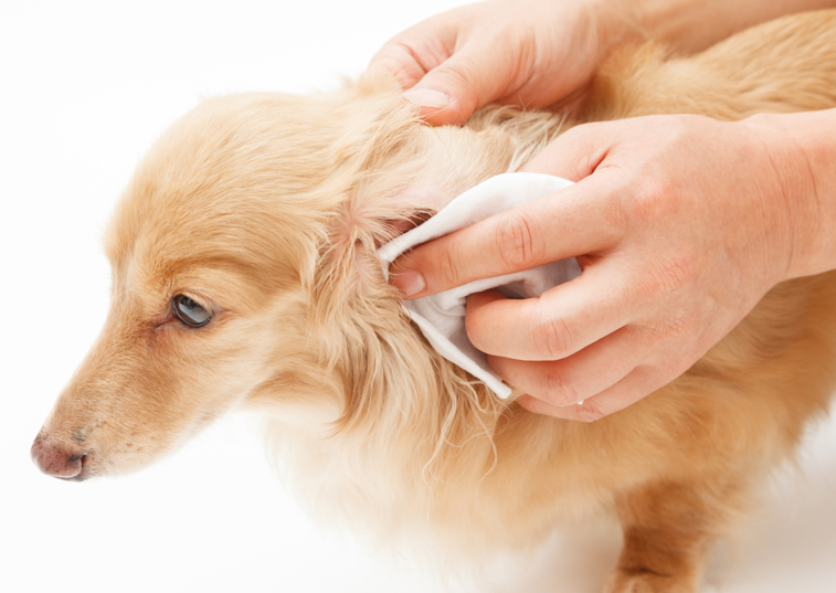 A guide on how to bandage a dog's ear tip