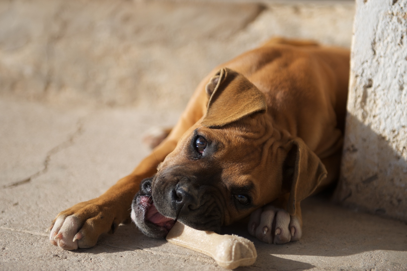 boxer dog staring up