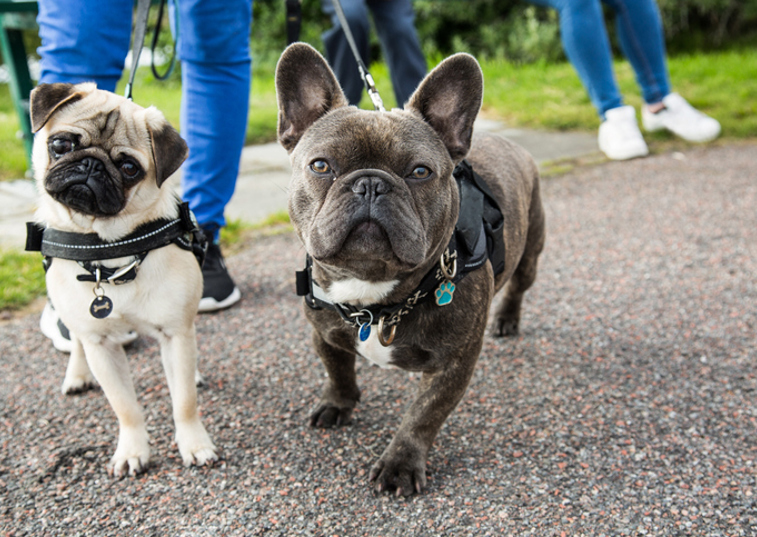 French bulldog and pug