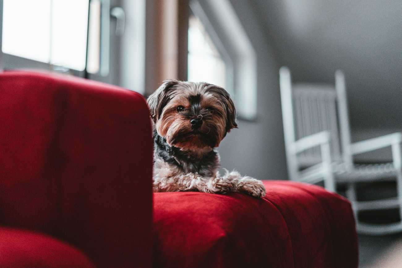 Dog on sofa