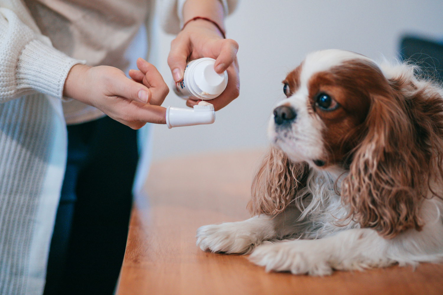 woman preparing to brush her dog's teeth