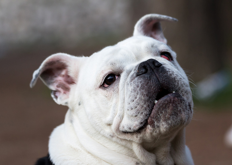 Dog with cherry eye