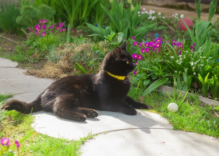 black cat laying next to flowers