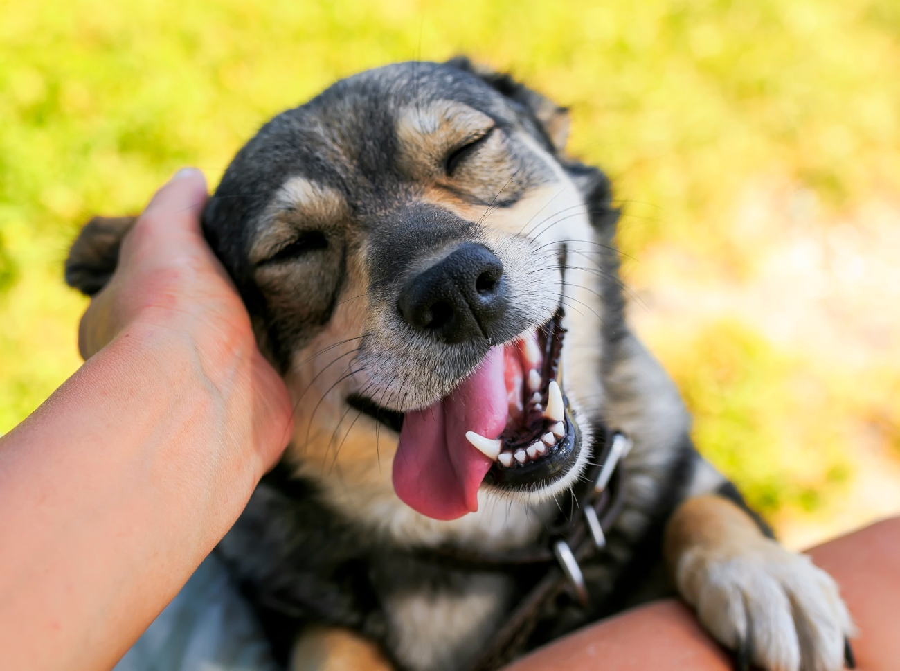 person rubbing dog's head