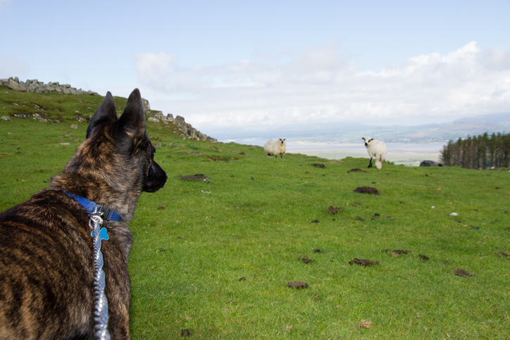 Dog on a lead with livestock