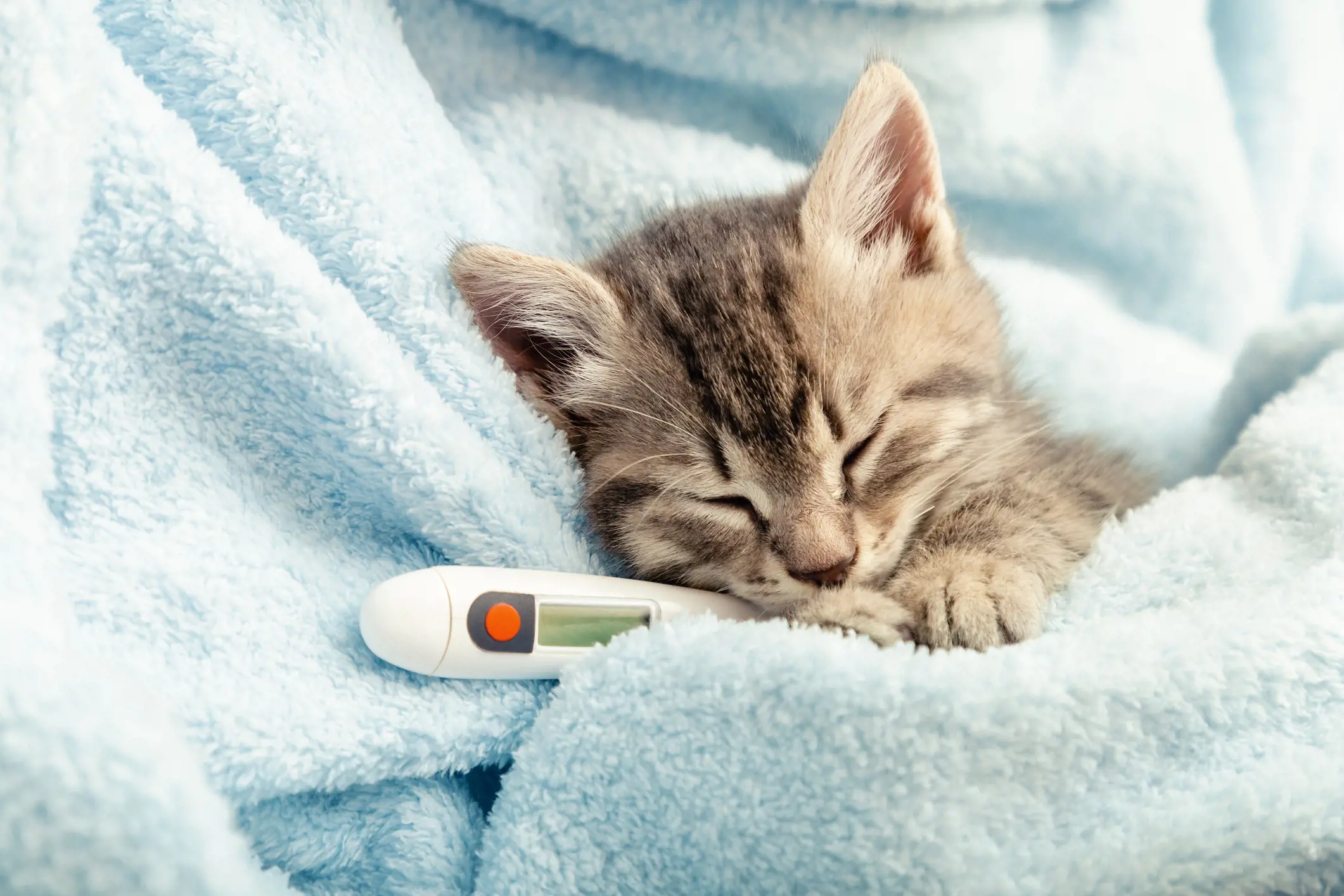 cat with a thermometer