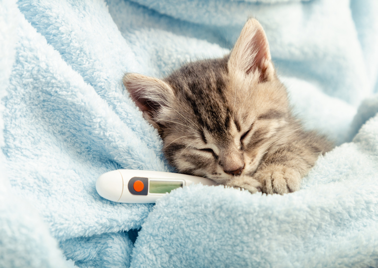 cat with a thermometer