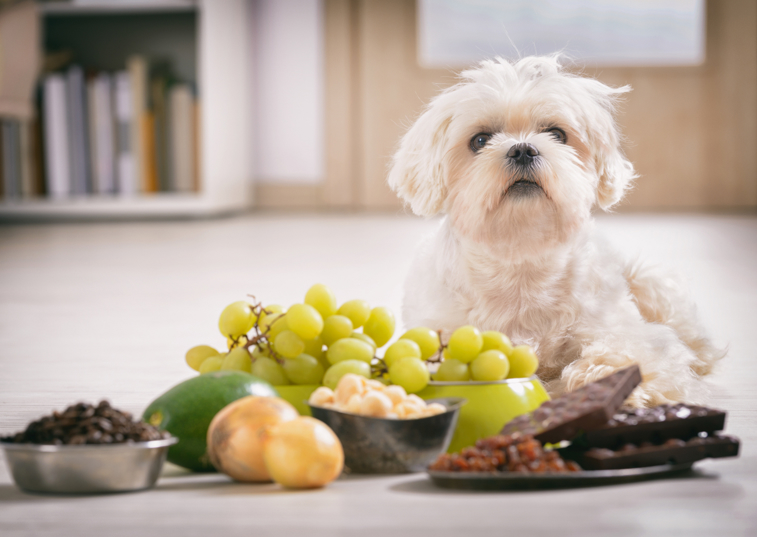 dog sat next to a range of foods