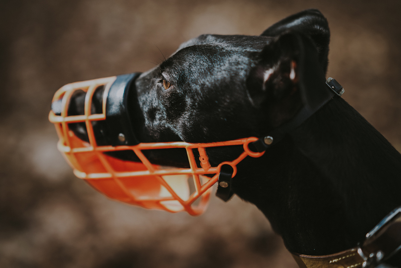 A dog with a muzzle attached to its face