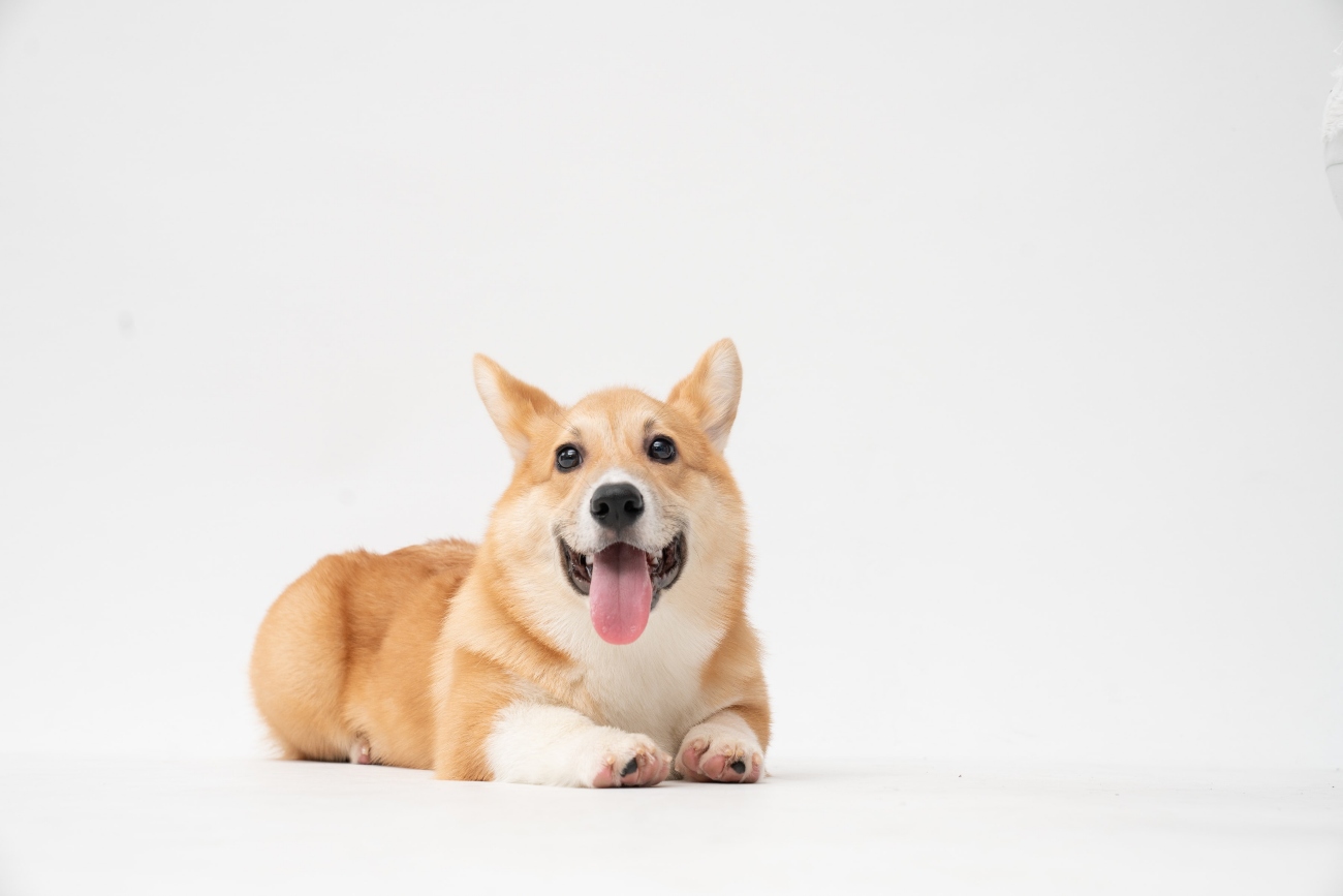 Corgi Sitting Down With White Background