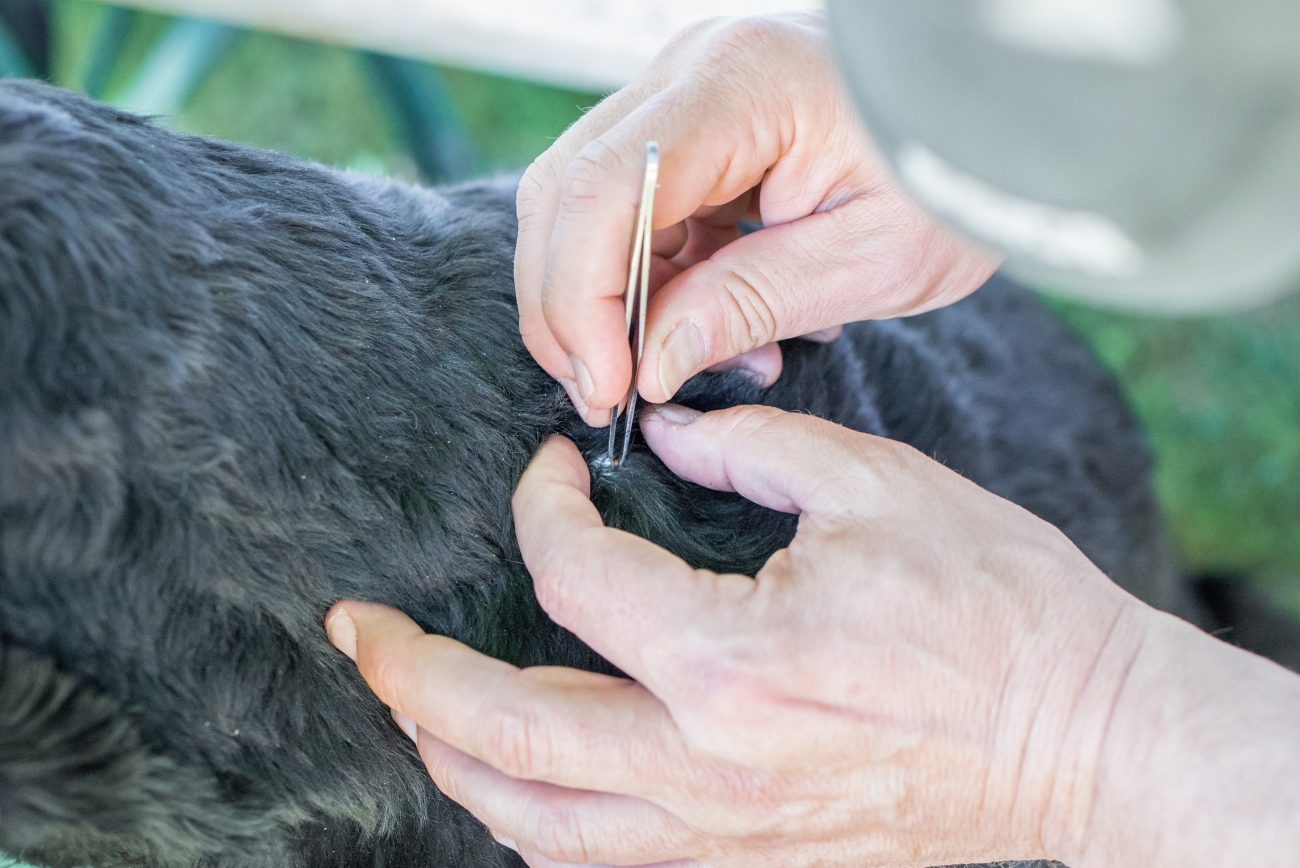 person taking tick from dogs skin