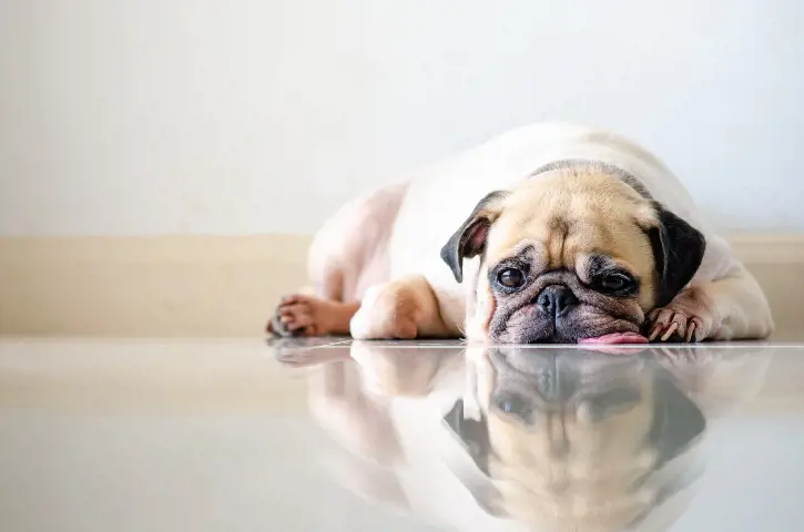 pug laying on the floor with tongue sticking out