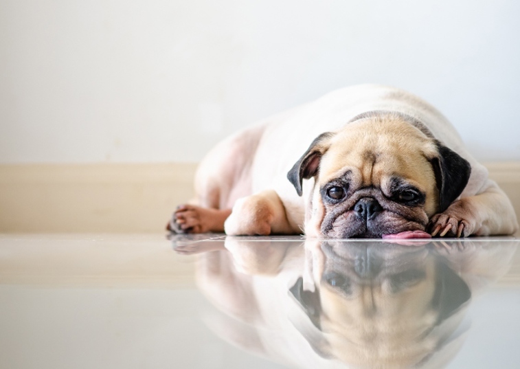 pug laying on the floor with tongue sticking out