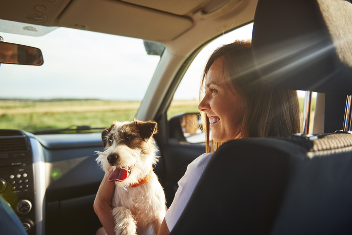 Small dog in the car