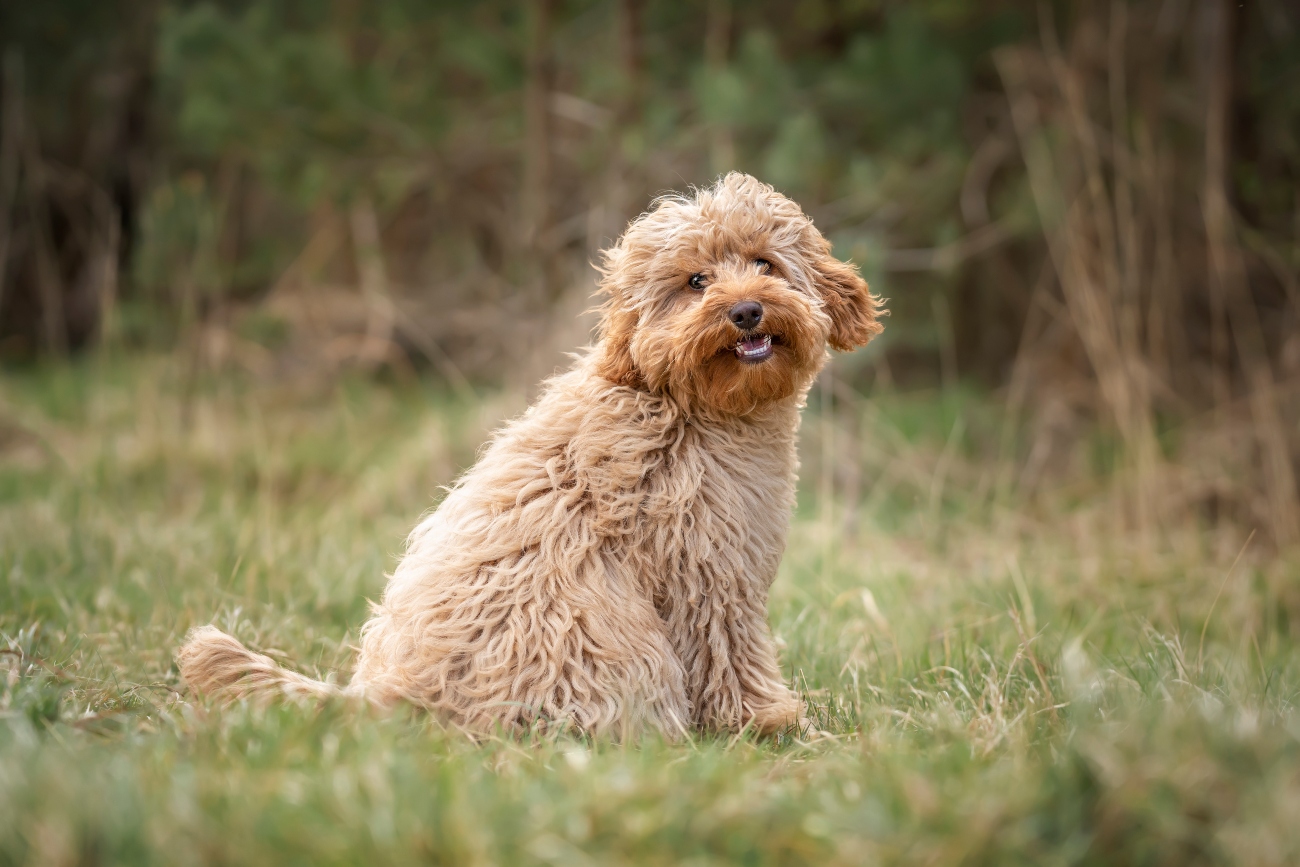 poodle sitting on a field