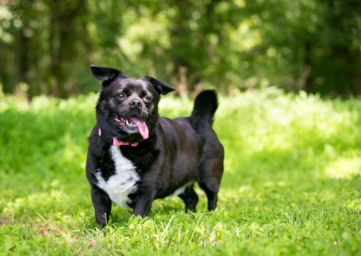 Small dog with cherry eye