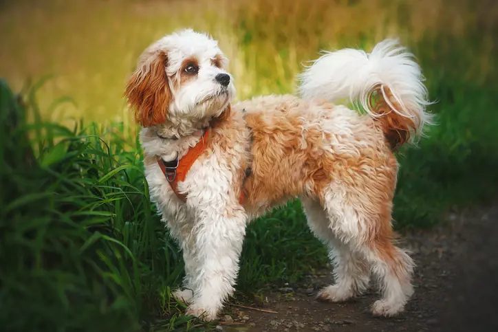 cavapoo