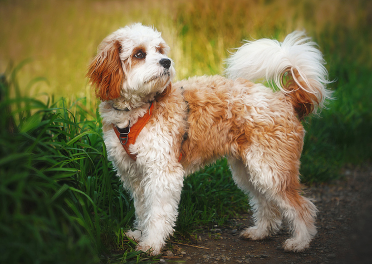 cavapoo