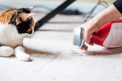 A cat laying next to a stain on a white rug with someone spraying cleaning product on the stain