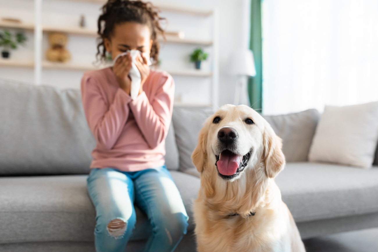 girl sneezing and golden retriever smiling