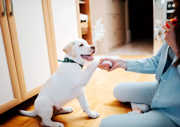 Puppy sitting on a wooden floor shaking owner's hand