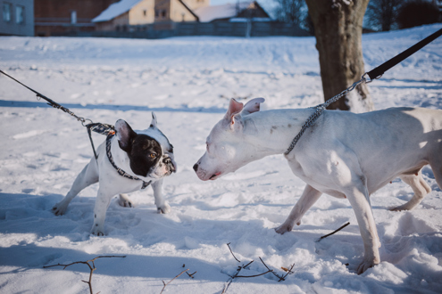 A dog wearing a chain collar leaning forward to investigate another dog