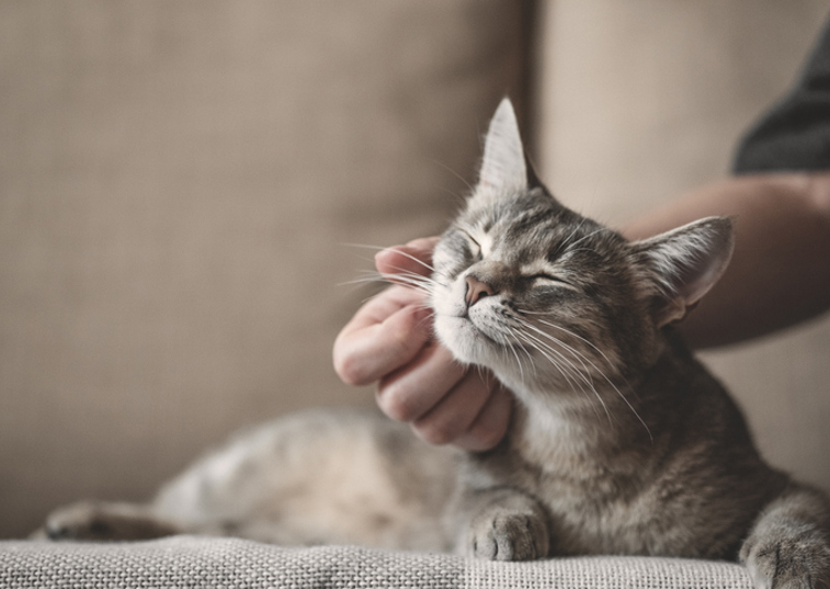 Happy Cat