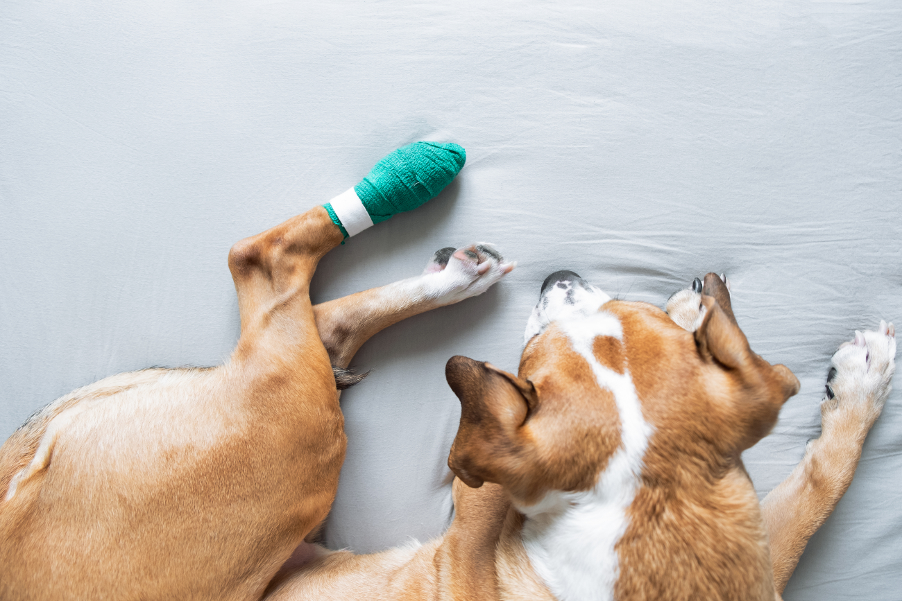 dog has a green bandage on their paw